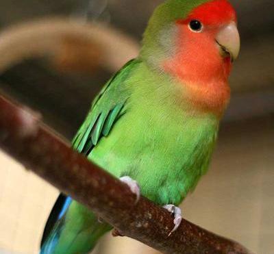 عکس نوزاد طوطی