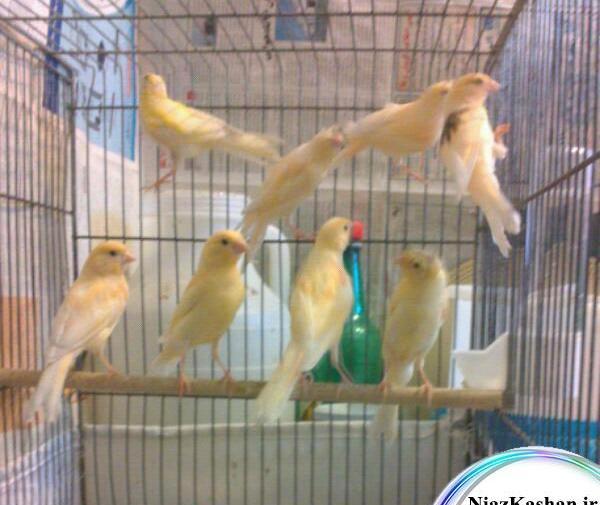 عکس بچه قناری
