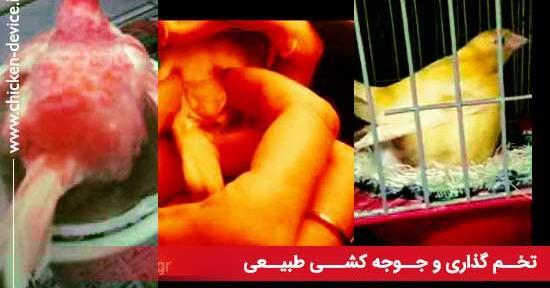 عکس بچه قناری
