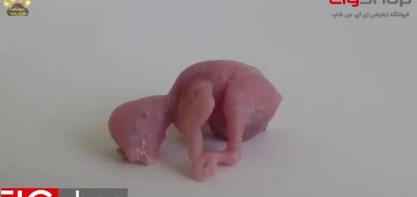 عکس بچه قناری