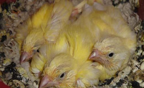 عکس بچه قناری