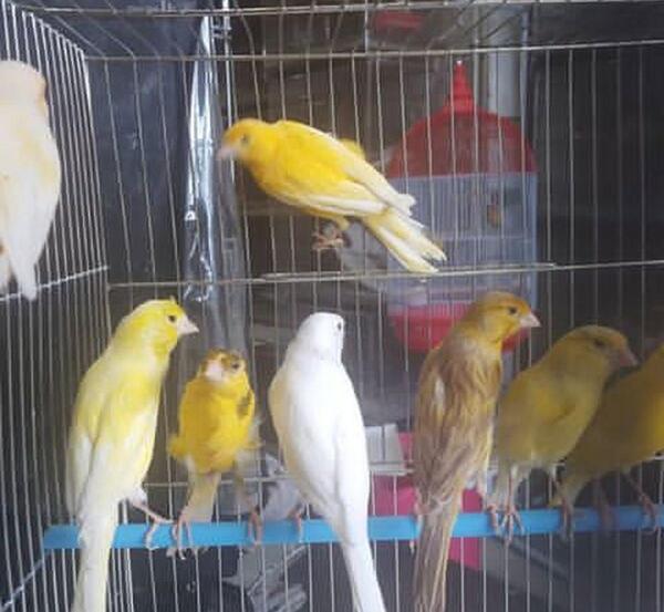 عکس بچه قناری
