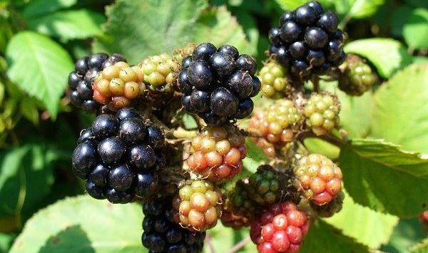 عکس شاه توت و تمشک