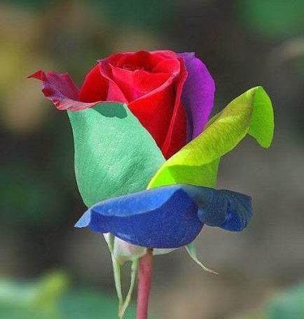 عکس تصاویر گل رز چند رنگ