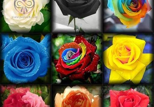 عکس تصاویر گل رز چند رنگ