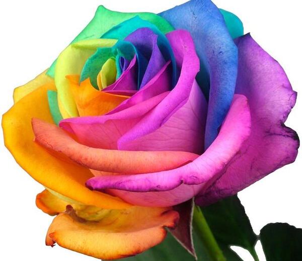 عکس تصاویر گل رز چند رنگ