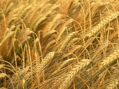 عکس خوشه جو