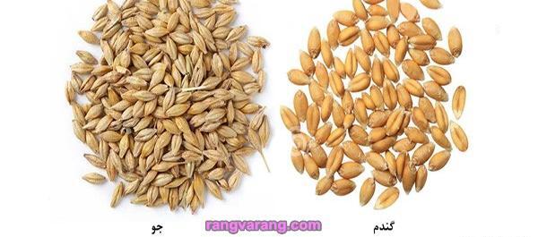 عکس خوشه جو