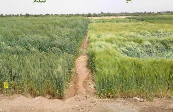 عکس خوشه جو