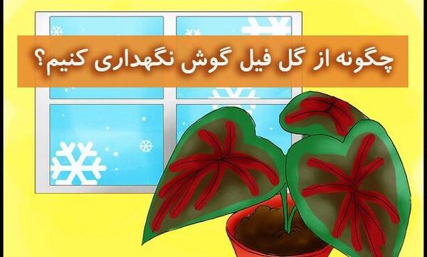 عکس گیاه فیل گوش