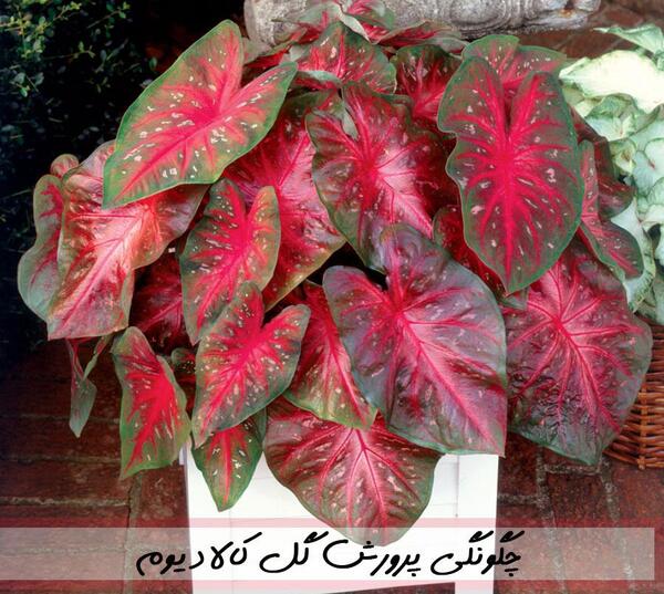 عکس گیاه فیل گوش