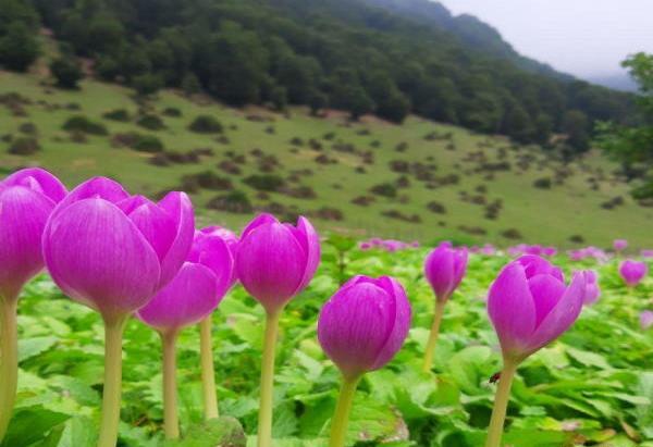 عکس نوشته خواص سوره یاسین
