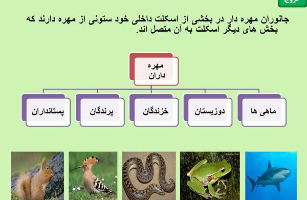 عکس حیوانات مهره داران