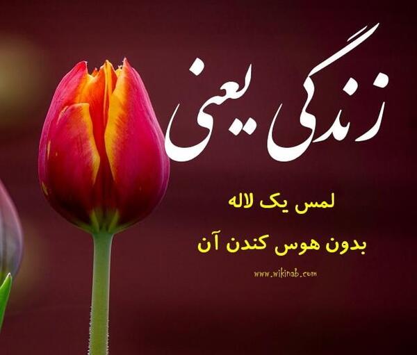 عکس نوشته لاله به انگلیسی