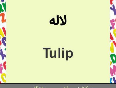 عکس نوشته لاله به انگلیسی
