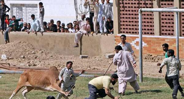 عکس گاو قربانی