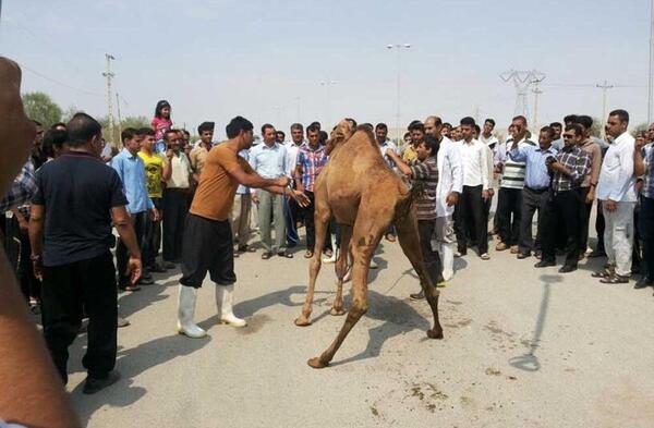 عکس گاو قربانی