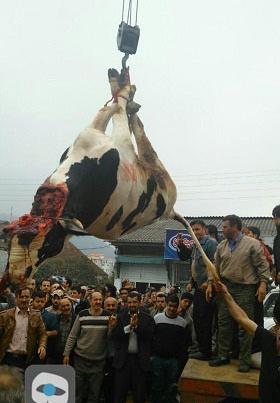 عکس گاو قربانی