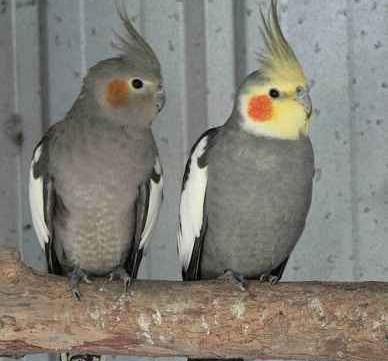 عکس عروس نر
