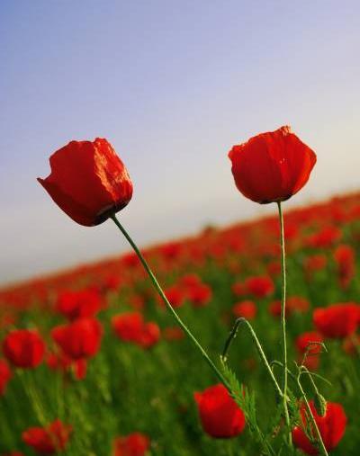 عکس گل لاله در طبیعت