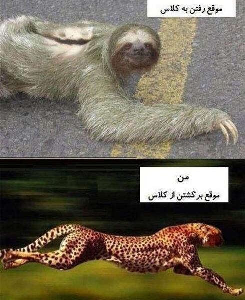 عکس خنده دار حیوان