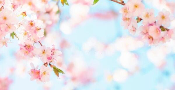 عکس شکوفه صورتی برای پروفایل