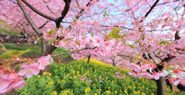 عکس شکوفه صورتی برای پروفایل