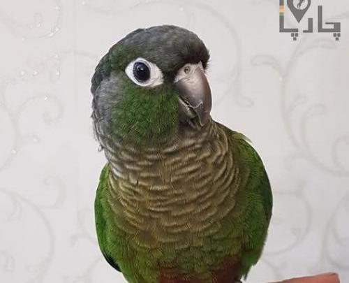 عکس طوطی گرین چیک