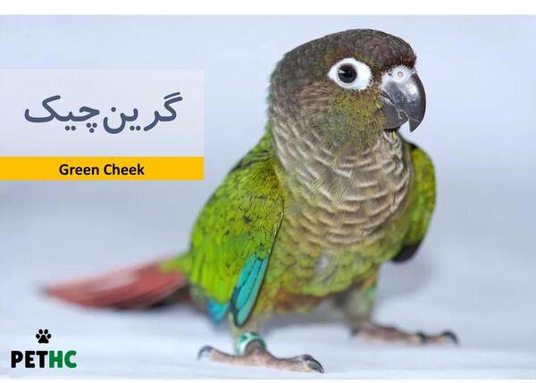 عکس طوطی گرین چیک