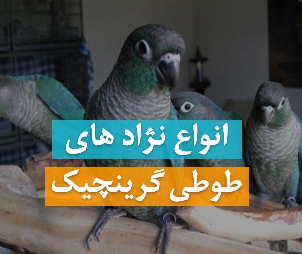 عکس طوطی گرین چیک