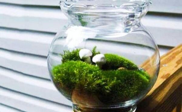 عکس های سبزه عید جدید