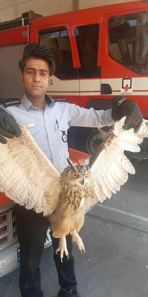 عکس شاه جغد