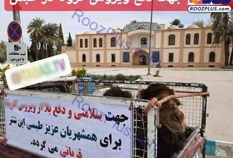 عکس قربانی شتر