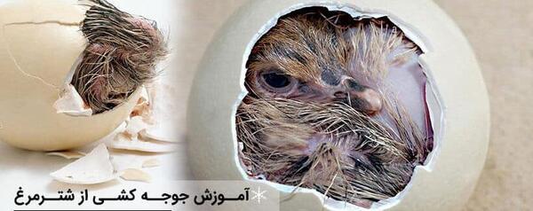عکس جوجه ی شتر مرغ