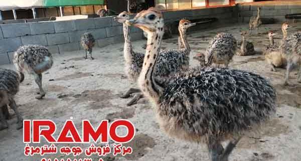 عکس جوجه ی شتر مرغ