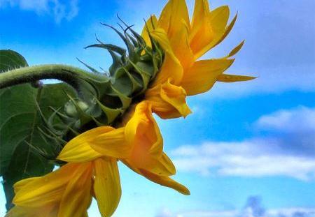 عکس گلهای آفتابگردان زیبا