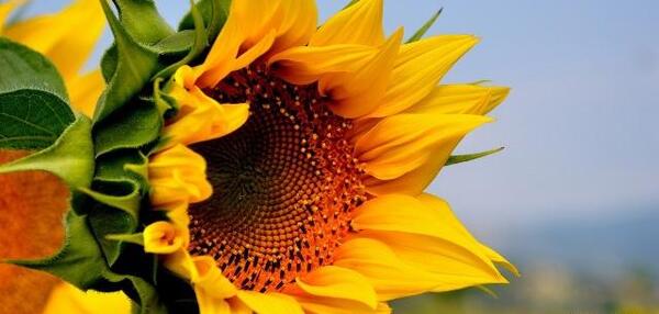 عکس گلهای آفتابگردان زیبا