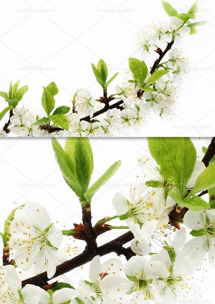 عکس شکوفه ی گیلاس