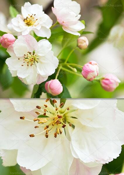 عکس شکوفه ی گیلاس