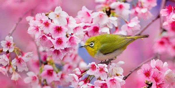 عکس شکوفه ی گیلاس