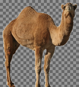 عکس شتر سفید