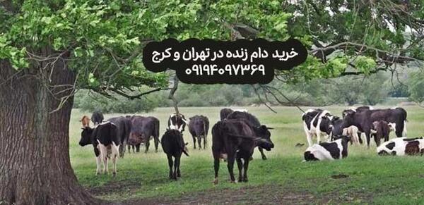 عکس گاو چند قلوزا