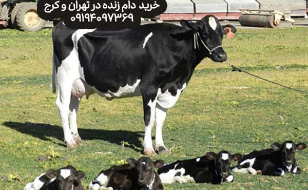 عکس گاو چند قلوزا