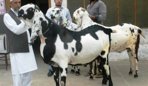عکس گاو چند قلوزا
