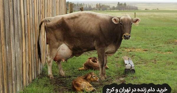 عکس گاو چند قلوزا