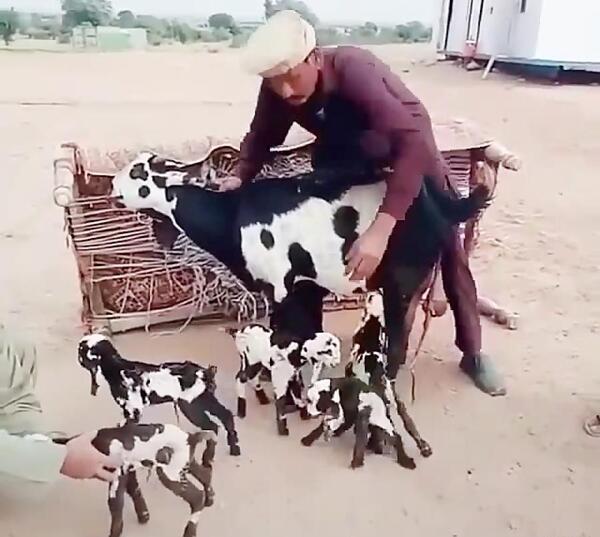 عکس گاو چند قلوزا