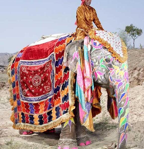 عکس فیل با لباس