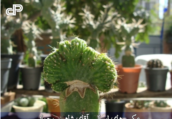 عکس شاهین رحمانی