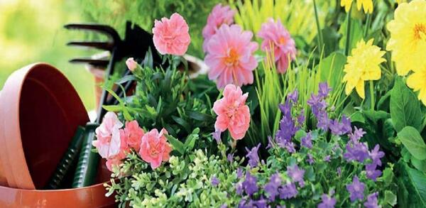 عکس ایده پرورش گل و گیاه