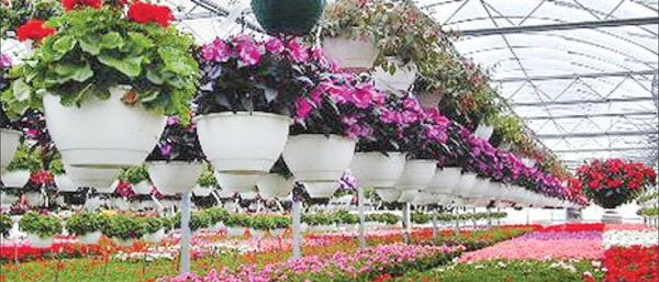 عکس ایده پرورش گل و گیاه